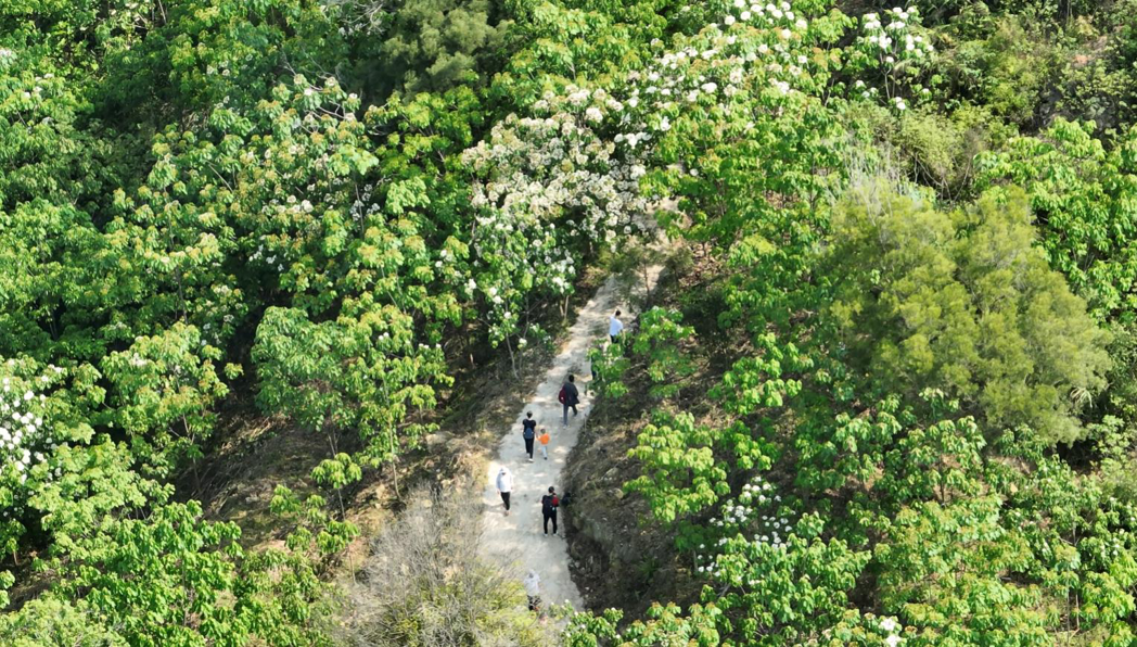 厦门天竺山桐花旅游节开幕 「四万株千年桐」争艳