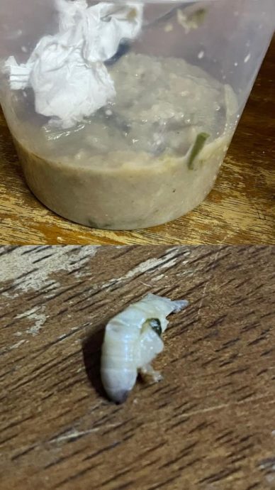 吃什锦粥吃到小蛆虫 女子泪崩“以为是小豆蔻”