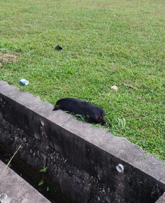(大北马)毒死狗事件也在大山脚发生