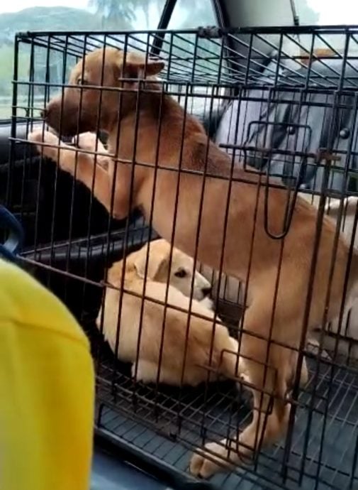 (大北马)毒死狗事件也在大山脚发生