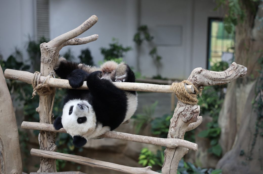 大熊猫返中国专访