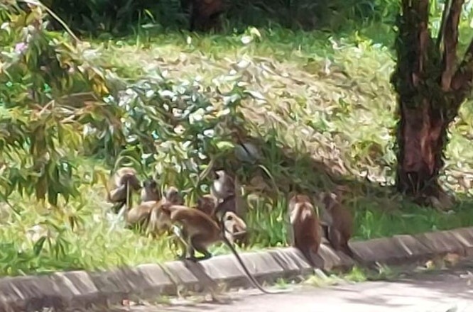 大都会/ME02头/野猴入侵住宅区,居民心惊胆跳/7图
