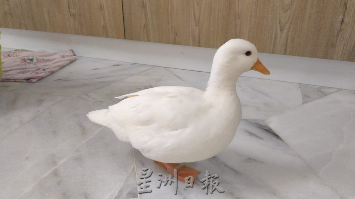大霹雳封底主文/【我家萌宠】/网红“柯尔鸭”雪白圆嘟嘟惹人爱