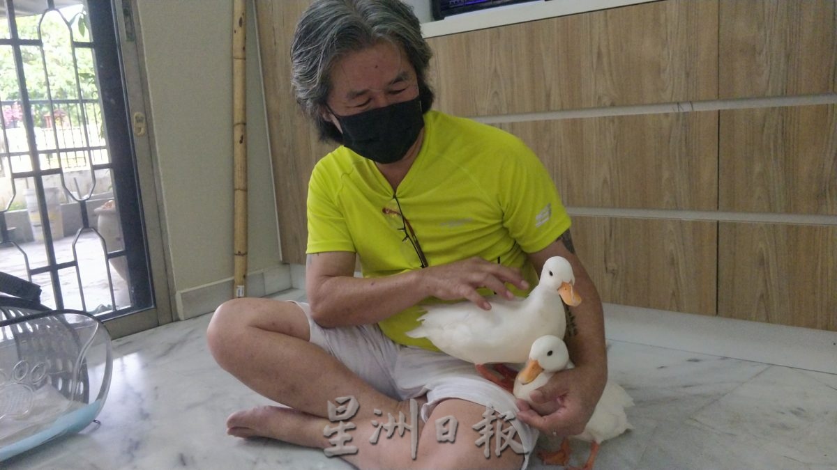 大霹雳封底主文／【我家萌宠】／网红“柯尔鸭”雪白圆嘟嘟惹人爱