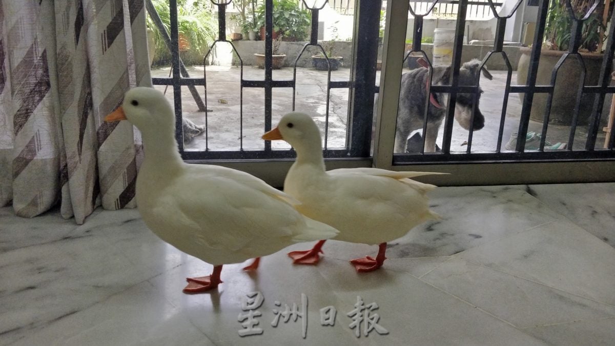 大霹雳封底主文／【我家萌宠】／网红“柯尔鸭”雪白圆嘟嘟惹人爱