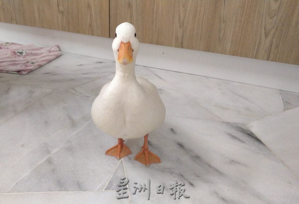 大霹雳封底主文/【我家萌宠】/网红“柯尔鸭”雪白圆嘟嘟惹人爱