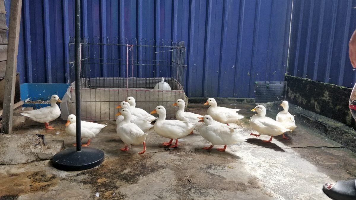 大霹雳封底主文/【我家萌宠】/网红“柯尔鸭”雪白圆嘟嘟惹人爱