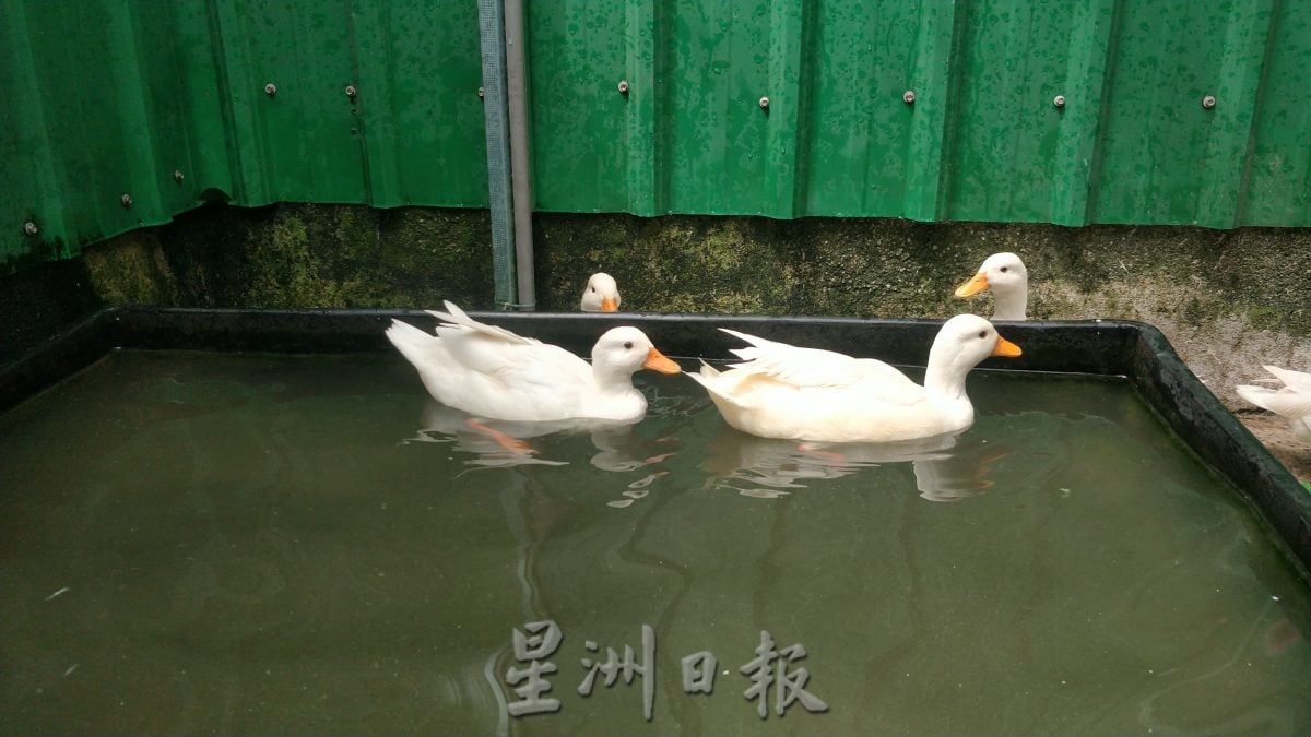 大霹雳封底主文/【我家萌宠】/网红“柯尔鸭”雪白圆嘟嘟惹人爱