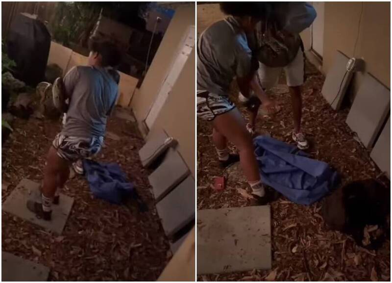 少女抓「3.3公尺蟒蛇」头部 冷静搏斗画面曝光