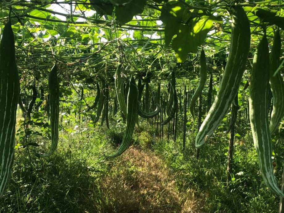 **已签发**柔:封底:【特稿】:连日长假需求减少致持续“丢菜”,菜农盼供需尽速回稳