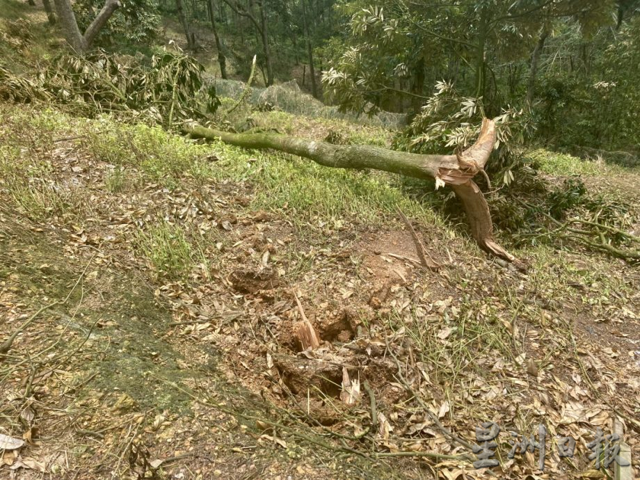 **已签发**柔:封面(最新):强风吹倒利民达五六十棵名种榴梿树,以猫山王居多,损失难估