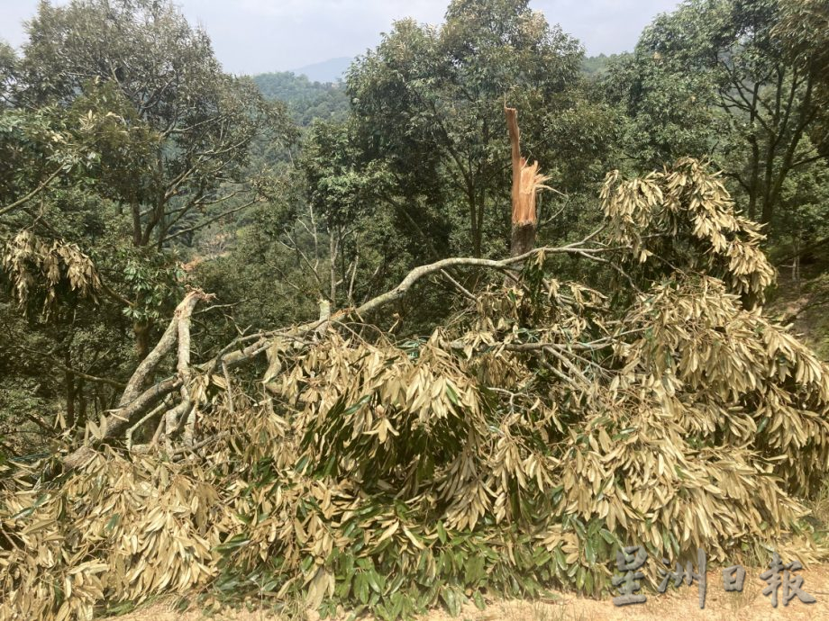 **已签发**柔:封面(最新):强风吹倒利民达五六十棵名种榴梿树,以猫山王居多,损失难估