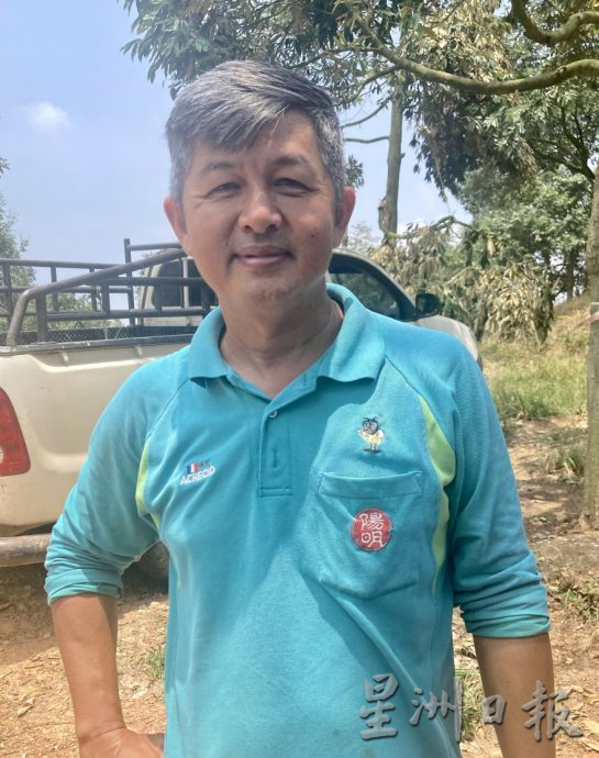 **已签发**柔:封面(最新):强风吹倒利民达五六十棵名种榴梿树,以猫山王居多,损失难估