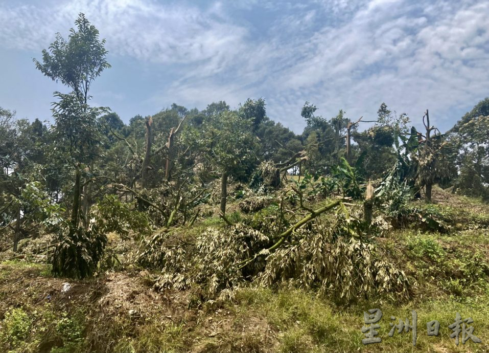 **已签发**柔：封面（最新）：强风吹倒利民达五六十棵名种榴梿树，以猫山王居多，损失难估