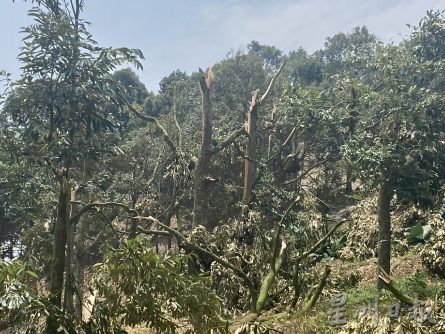 **已签发**柔：封面（最新）：强风吹倒利民达五六十棵名种榴梿树，以猫山王居多，损失难估