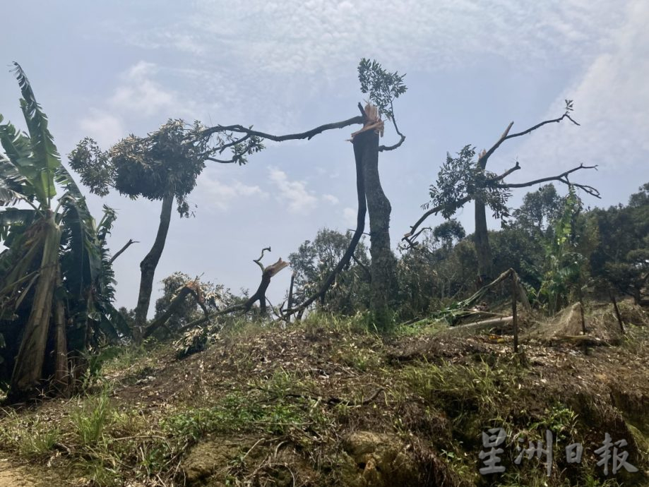 **已签发**柔：封面（最新）：强风吹倒利民达五六十棵名种榴梿树，以猫山王居多，损失难估