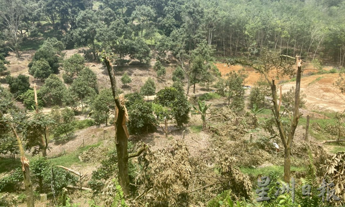 **已签发**柔:封面(最新):强风吹倒利民达五六十棵名种榴梿树,以猫山王居多,损失难估