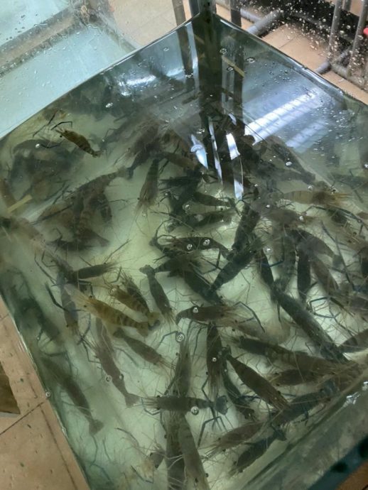 **已签发**柔:未持合法文件从狮城运入近百只活龙虾苗,新加坡男被发警告物品充公