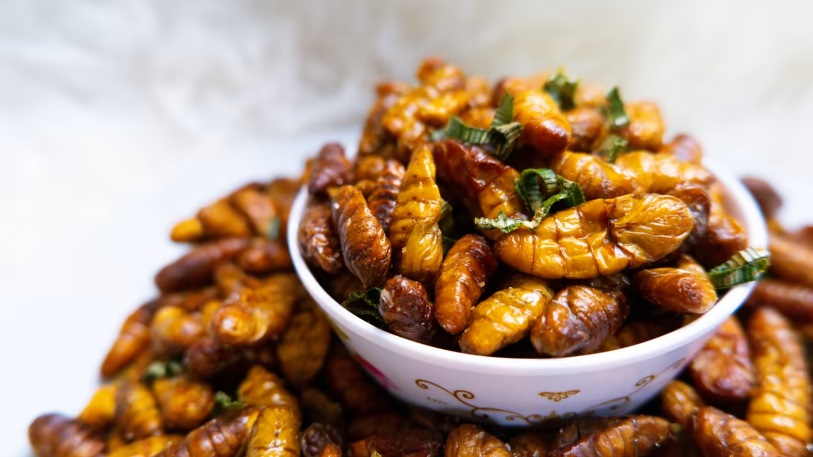 *已签发*柔:狮城二三事:狮城食品局将批准16种昆虫 作为食物出售