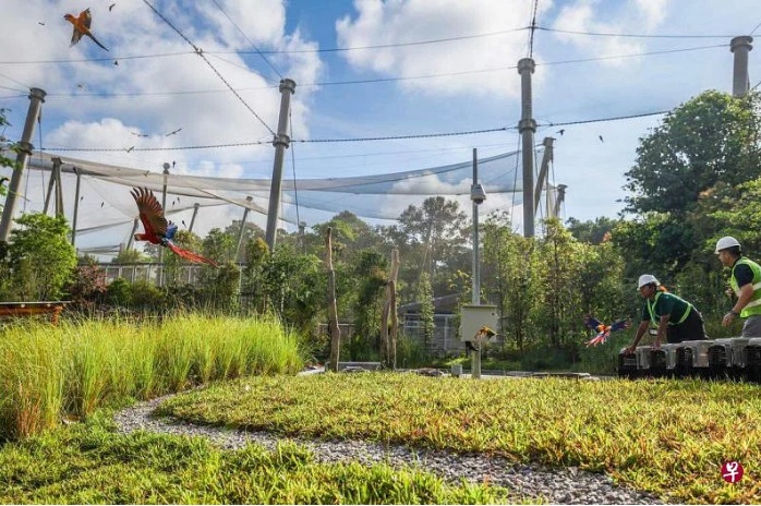 *已签发*柔:狮城二三事:逾2000只飞禽 迁入狮城飞禽公园