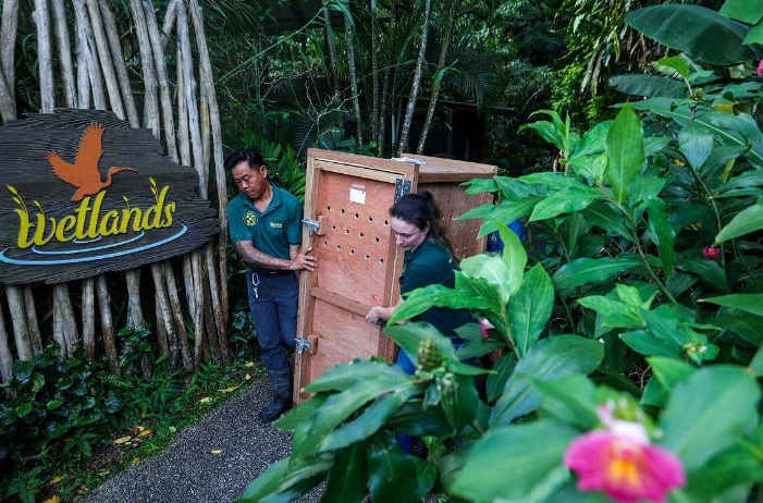 *已签发*柔:狮城二三事:逾2000只飞禽 迁入狮城飞禽公园