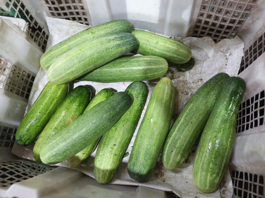 **已签发**柔:第三版头条:【特稿】:菜跌价未引起增购潮,菜贩:珍惜农作可多吃菜