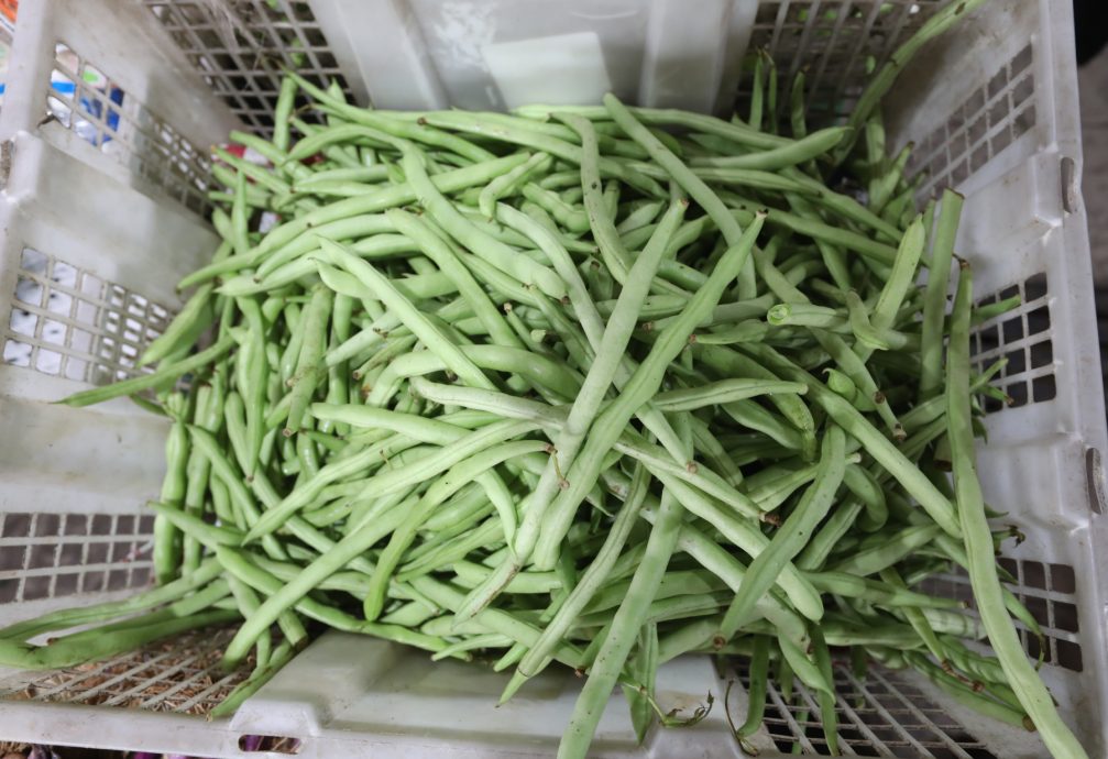 **已签发**柔:第三版头条:【特稿】:菜跌价未引起增购潮,菜贩:珍惜农作可多吃菜