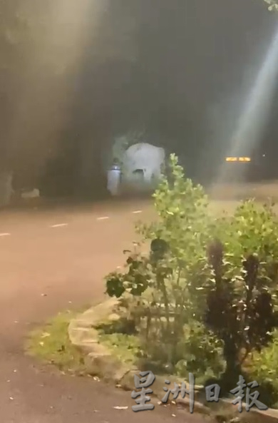 **已签发**：柔：第二版头条：野象再现銮住宅区，这次是为了地板上的一袋香蕉