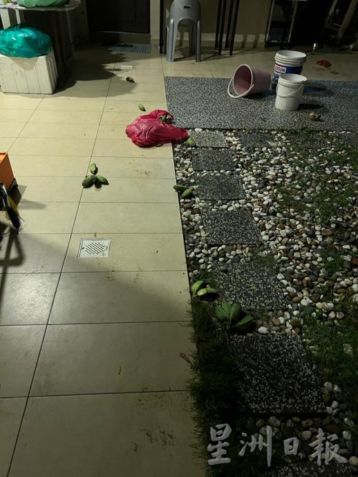 **已签发**:柔:第二版头条:野象再现銮住宅区,这次是为了地板上的一袋香蕉