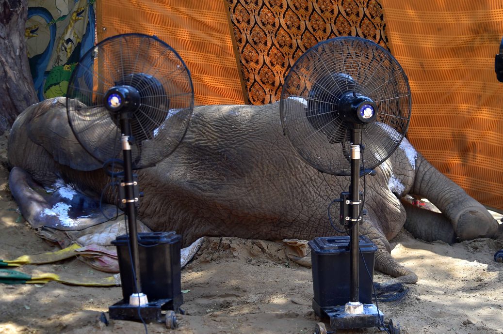 巴基斯坦动物园大象摔倒后亡 园方挨轰园长去职