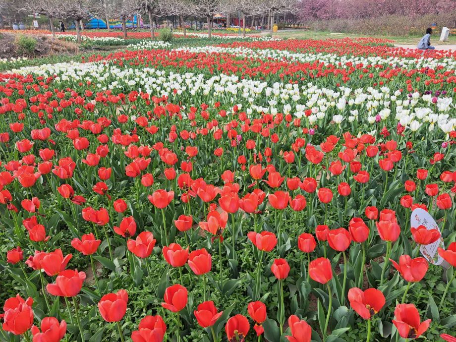 拼盘(配四图)/北京春天