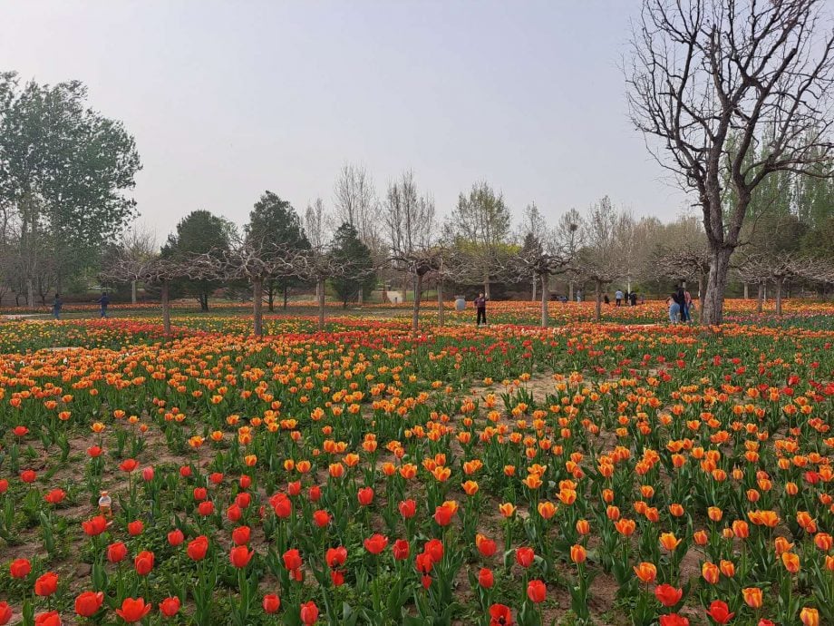 拼盘(配四图)/北京春天