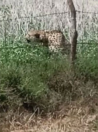 拼盘/印度猎豹逃离国家公园 游荡5天平安救回