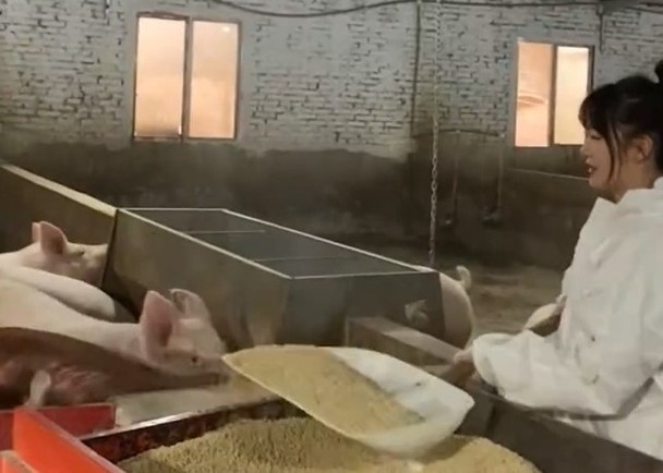 拼盘/应届毕业生难找工作 回乡养猪惹议