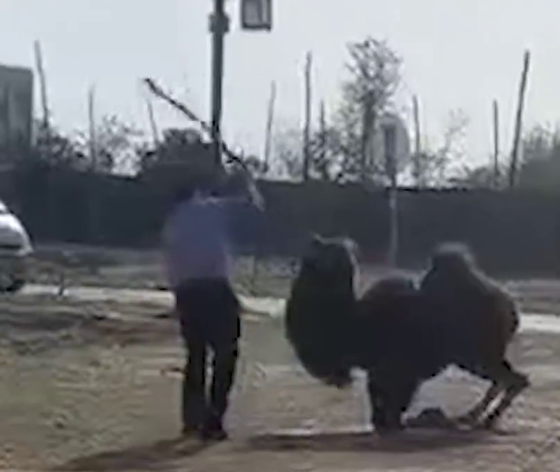 拼盘/河南景区骆驼被两男轮番棒打跪地求饶 目击者:被打致嘴肿流血很心痛
