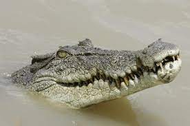 拼盘/游泳被4.5公尺巨兽拖下水 44岁男手指狂捅鳄鱼眼逃死