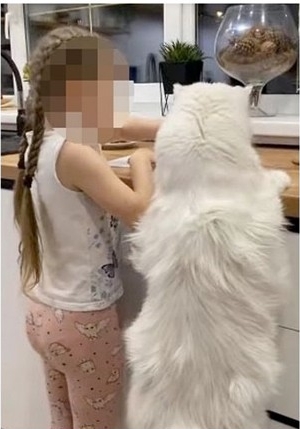 拼盘/身高如小孩子 白色巨猫“开车”爆红