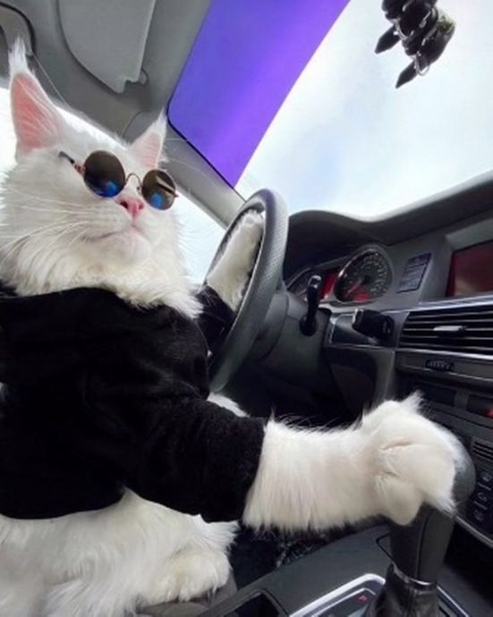 拼盘/身高如小孩子 白色巨猫“开车”爆红