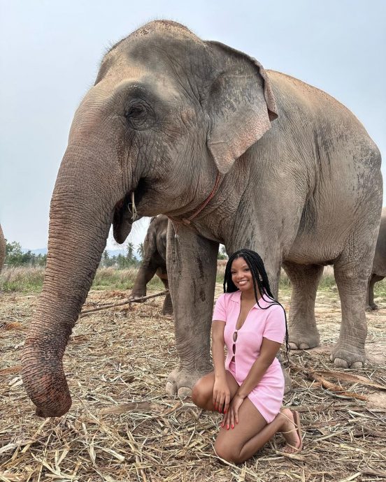 晒游泰与猩猩互动照 海瑞贝利遭人身攻击