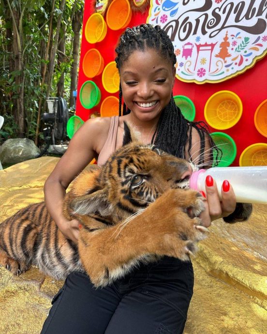 晒游泰与猩猩互动照 海瑞贝利遭人身攻击