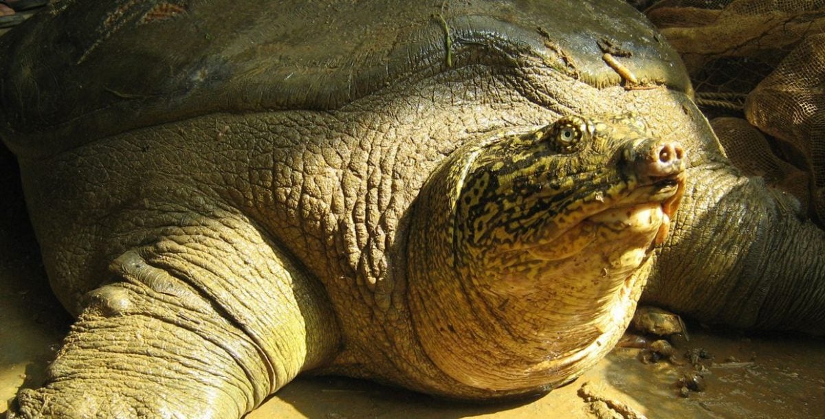 最孤独、最稀有斑鳖死于越南 全球可能只剩两只