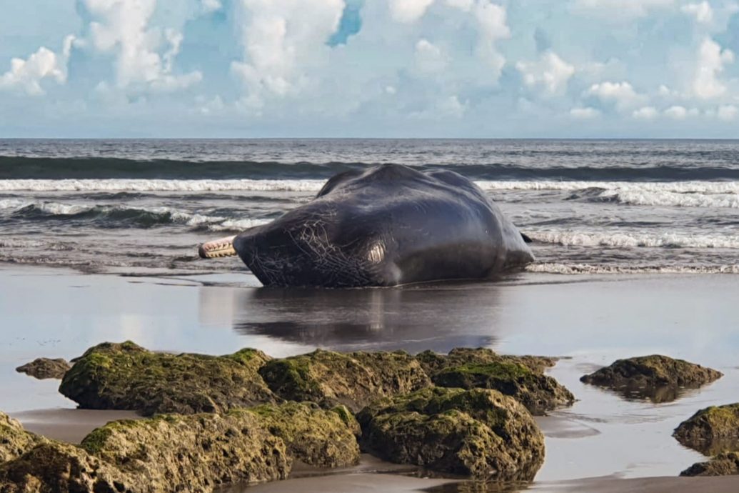 本月第3起 大型鲸在巴厘岛海滩搁浅死亡
