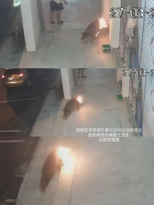 柔:【特稿】: 虐待动物事件引人发指 怎么做才能保护动物?