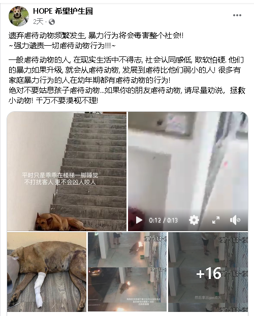 柔:【特稿】: 虐待动物事件引人发指 怎么做才能保护动物?