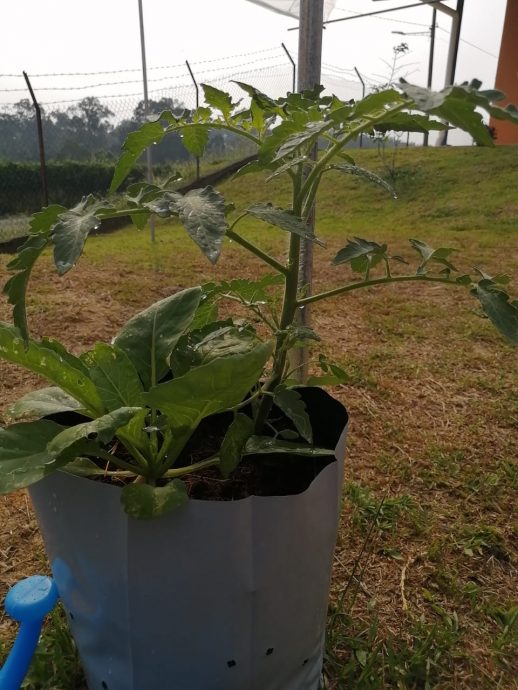 柔:新闻:沙翁华小“菜翁苑”启用 推广绿色校园计划