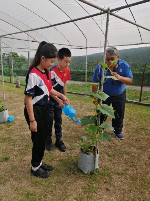 柔:新闻:沙翁华小“菜翁苑”启用 推广绿色校园计划