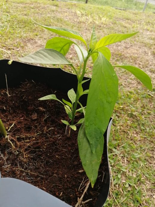 柔:新闻:沙翁华小“菜翁苑”启用 推广绿色校园计划