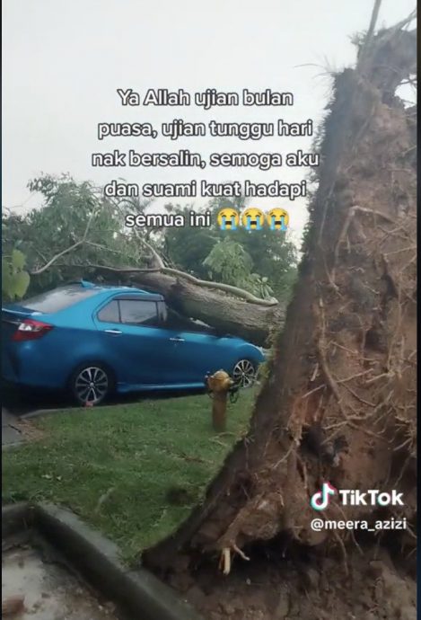 树倒压坏车向市议会索赔 居民:树是他们种的