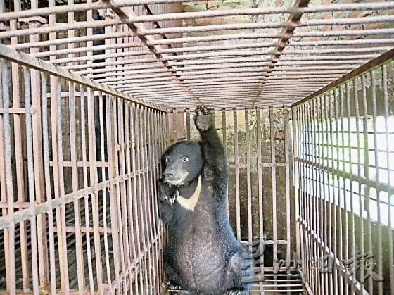栖息地被发展侵占，野生动物没家了！