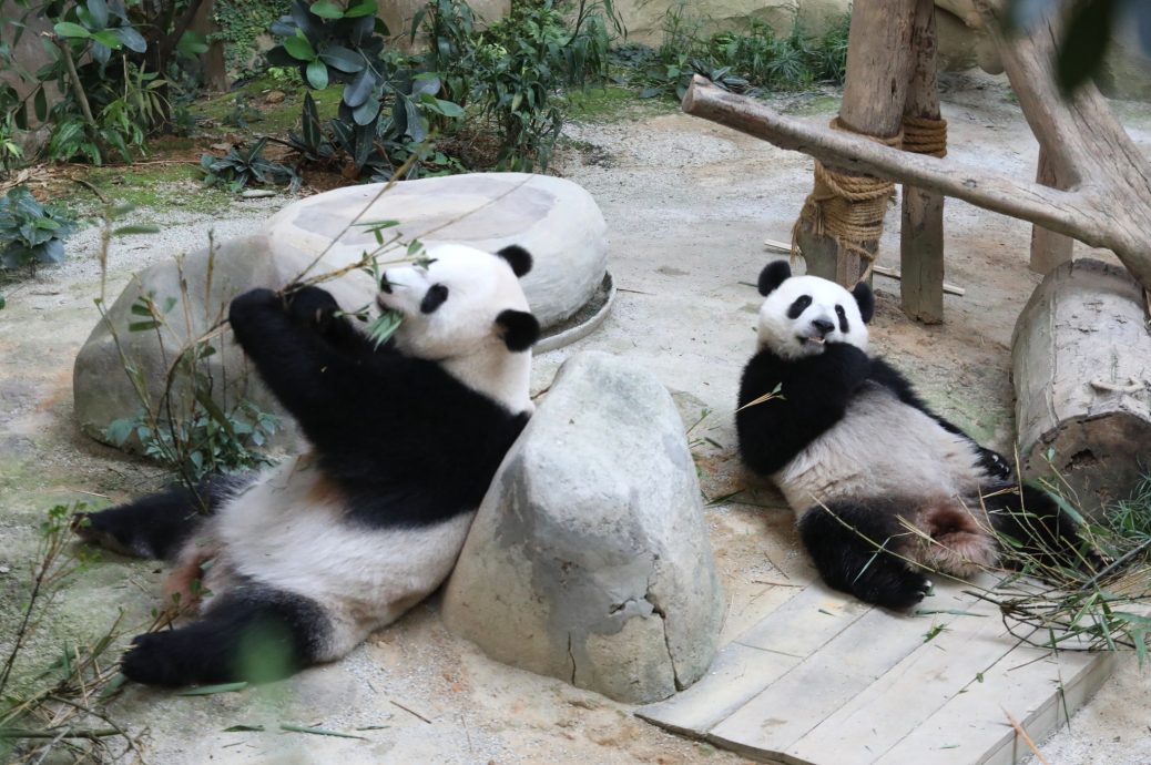 独家 | 养大熊猫没盈利!空调费4万令吉 租借费100万美金